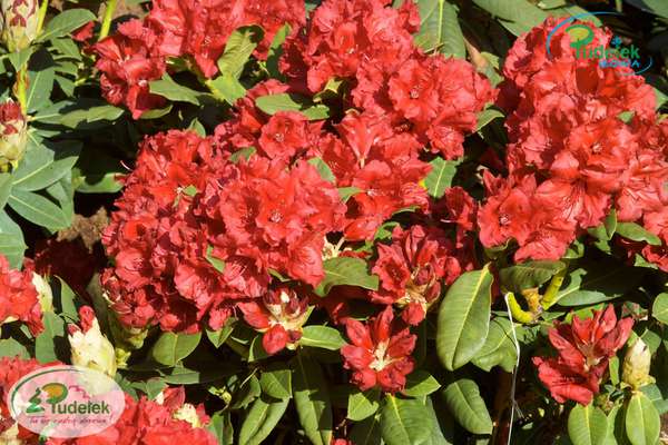 Rhododendron Red Jack